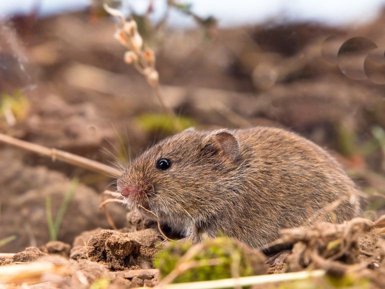 Op het menu van de veldmuis staat voornamelijk plantaardig voedsel