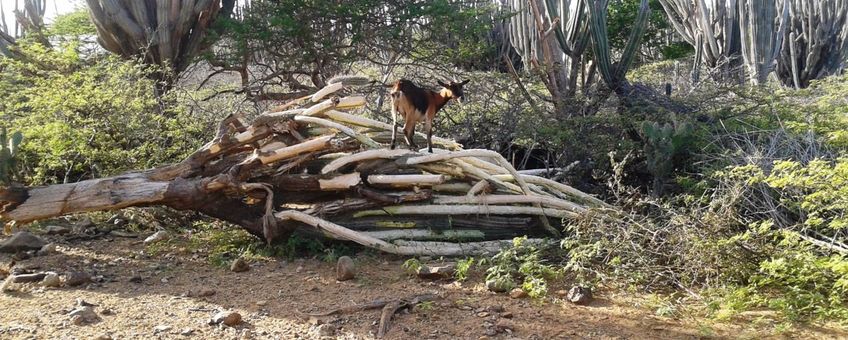 Invasive goats