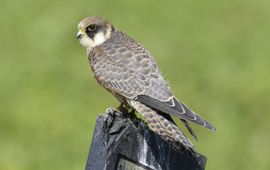 Juveniele roodpootvalk, 28 augustus 2015, Oom Keesweg, Wieringermeer (foto: Eric Menkveld)