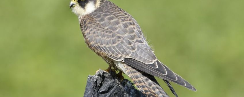 Juveniele roodpootvalk, 28 augustus 2015, Oom Keesweg, Wieringermeer (foto: Eric Menkveld)