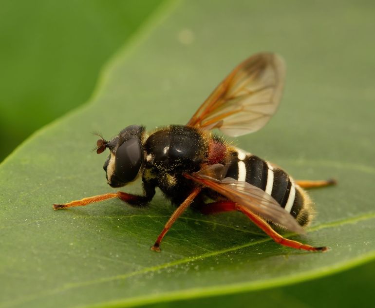 Donkere veenzweefvlieg (Sericomyia lappona), vrouwtje. Deze bedreigde soort komt in Nederland met name in veengebieden voor, waar hij mogelijk lijdt onder verdroging en eutrofiëring