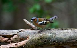 Vink, Fringilla coelebs. Foto: Saxifraga-Jan Nijendijk. http://www.freenatureimages.eu