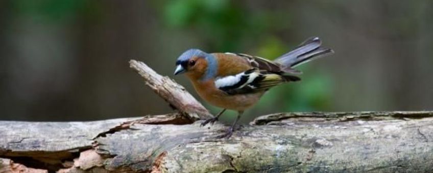 Vink, Fringilla coelebs. Foto: Saxifraga-Jan Nijendijk. http://www.freenatureimages.eu