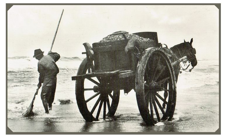 Schelpenvisser bij Egmond aan Zee