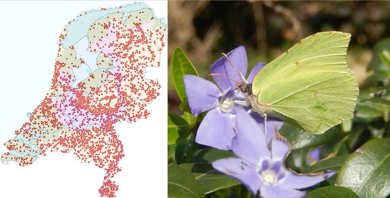 De waarnemingen van de citroenvlinder in februari en begin maart 2026