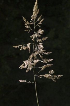 Holcus lanatus, Gestreepte witbol, velvet grass