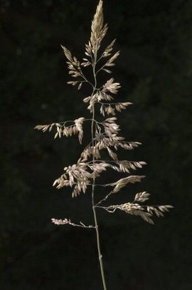 Saxifraga-Marijke Verhagen Holcus lanatus, Gestreepte witbol, velvet grass