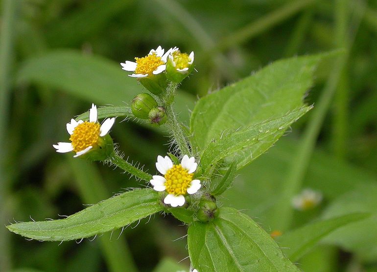 Harig knopkruid, met vijf getande lintbloemen