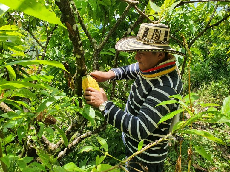 Berley Sanchez die een rijpe cacaovrucht afsnijdt