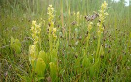 Groenknolorchis (Texel)