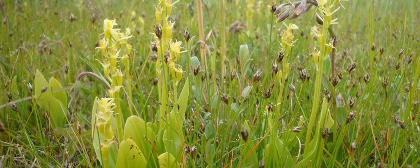 Groenknolorchis (Texel)