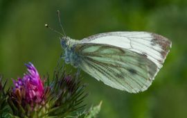 FREE Nature