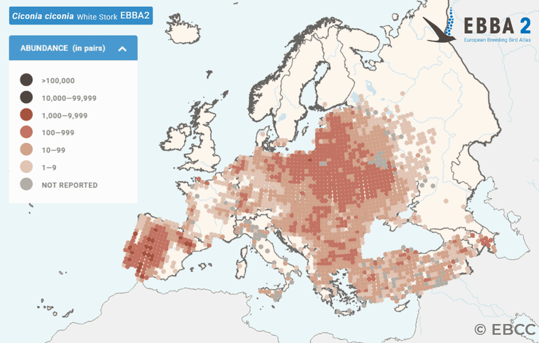 De recente verspreiding en dichtheden van ooievaars in Europa op basis van de European Breeding Bird Atlas (EBCC, 2020). Deze kaart is gebaseerd op tellingen in de periode 2013-2017