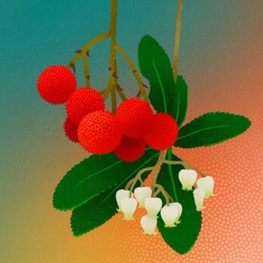 Illustratie van de aardbeiboom, een boom die het goed doet in een droog klimaat