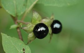 Ernst Flentge Wolfskers in Hortus haren