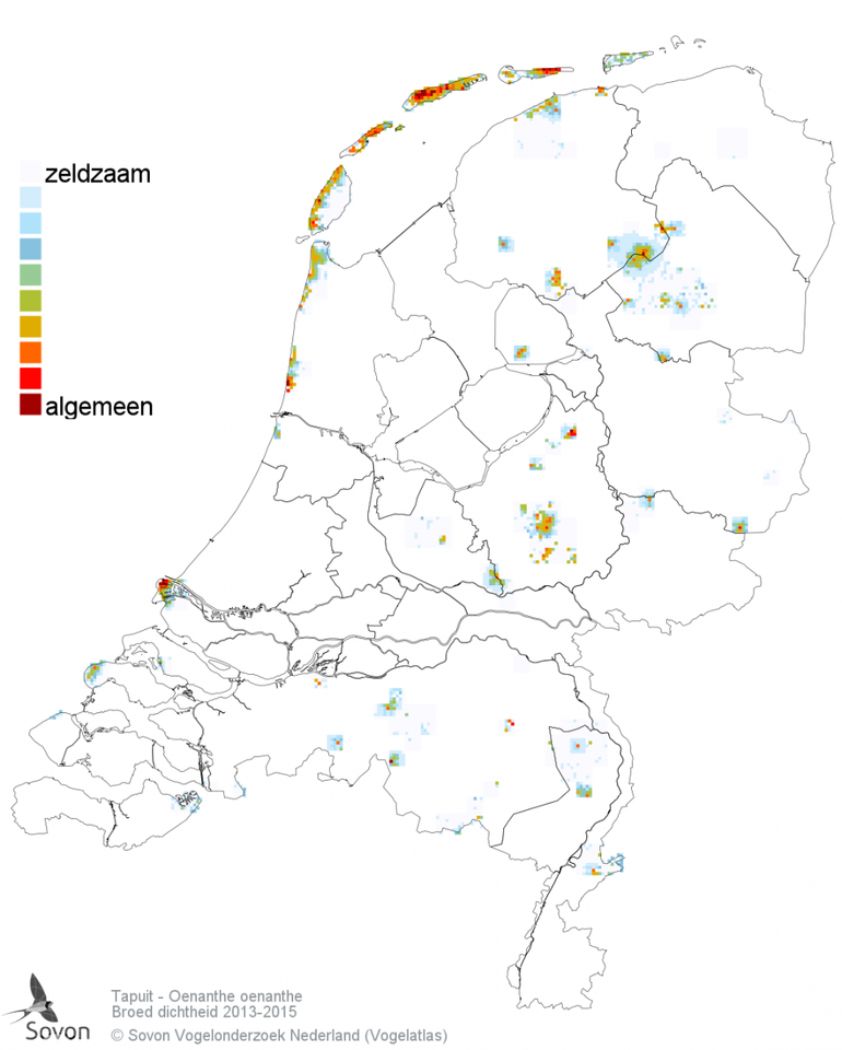 De meeste van de 210 tot 310 paartjes Tapuit hebben hun territorium in het Nederlandse duingebied