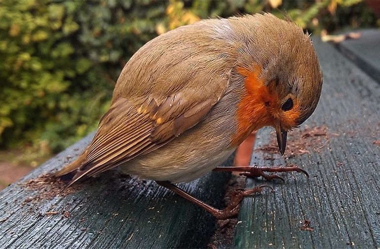 Een tegen een raam gebotste vogel is vaak suf, laat hem eerst een uurtje bijkomen