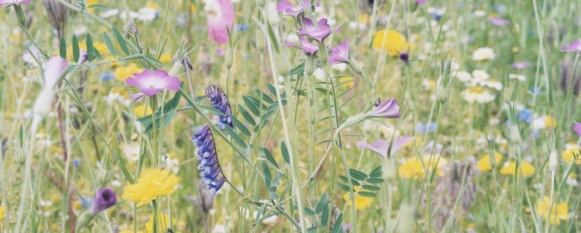 Gemengde planten