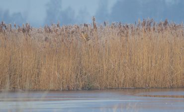 Roerdompen zijn meesters van de camouflage. Ook op deze foto staat er weer een knap verborgen.