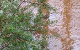 Kerstboom (Picea) in beek. Foto: Piet Verdonschot, Alterra.