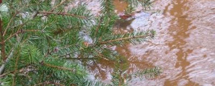 Kerstboom (Picea) in beek. Foto: Piet Verdonschot, Alterra.