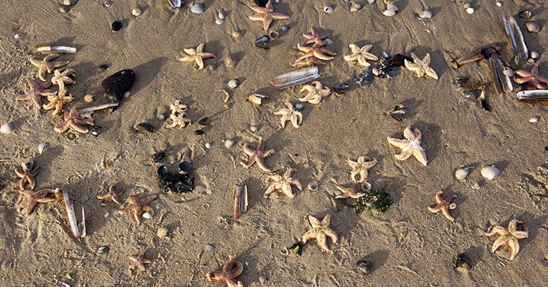 Massaal aangespoelde zeesterren op de Hors op Texel