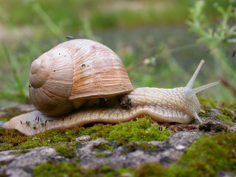 De wijngaardslak is de grootste landslak van Nederland