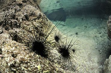 Long-spined black sea urchins (Diadema)