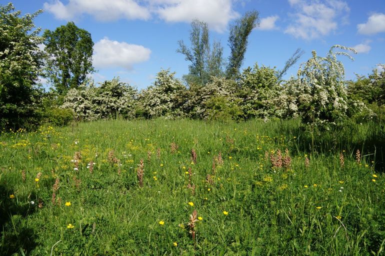 Groeiplaats rode bremraap in de Millingerwaard