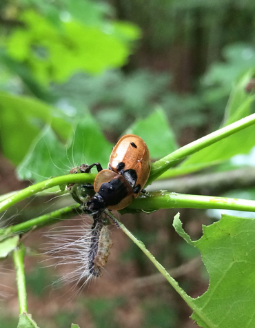 Rupsenaaskever (Dendroxena quadrimaculata)