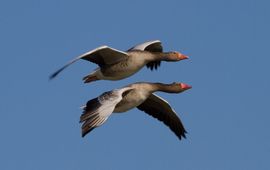 Jouke Altenburg Grauwe gans