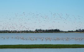 Flamingo's, Doñana (Spanje)