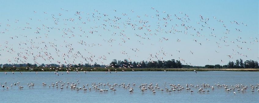 Flamingo's, Doñana (Spanje)