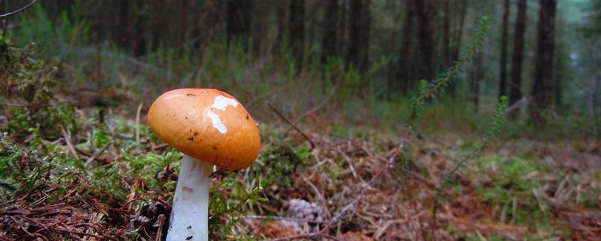 Grauwstelige russula