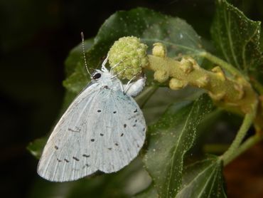 Naturaleza hoy |  Las plantas de mariposas están alojadas por una lente química