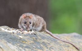 Brown rat