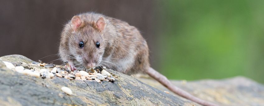 Brown rat