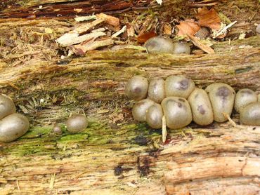 Gewone boomwrat (Lycogala epidendrum s.l.)