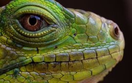 Invasieve groene leguaan op Antigua met twee mijten (eenmalig exlcusief wmr)
