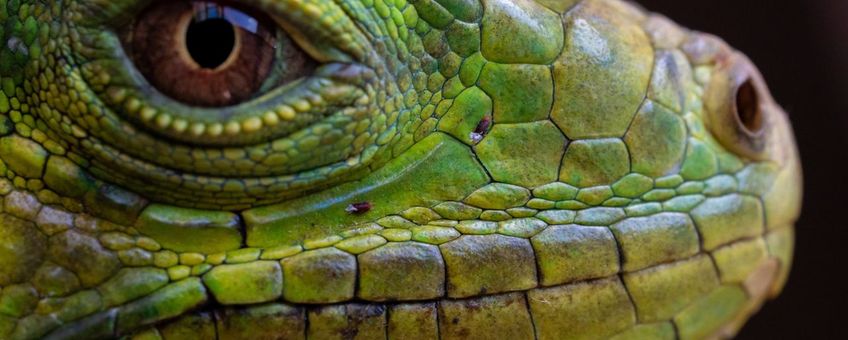 Invasieve groene leguaan op Antigua met twee mijten (eenmalig exlcusief wmr)