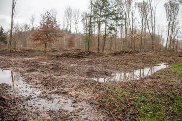 Bos van afgestorven essen waar de rabattenstructuur verwijderd is