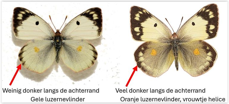 Het verschil tussen een vrouwtje gele luzernevlinder en de helice-vorm van de oranje luzernevlinder is de hoeveelheid donkere tekening langs de rand van de achtervleugel