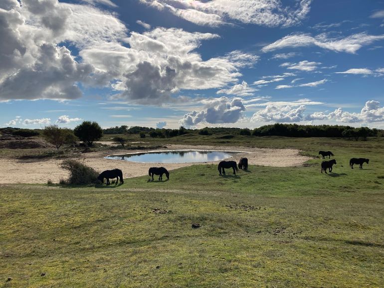 Deze duinvallei in Zeepe (Zeeland) is een van de geselecteerde voorbeeldgebieden