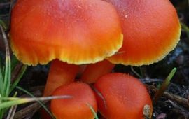 M.W.Boomsluiter Gewoon vuurzwammetje
Hygrocybe miniata
M.W.Boomsluiter