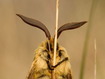 De zeldzame herfstspinner met spectaculaire voelsprieten