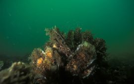 Eric Gibcus, Saxifraga Ostrea edulis. Oester