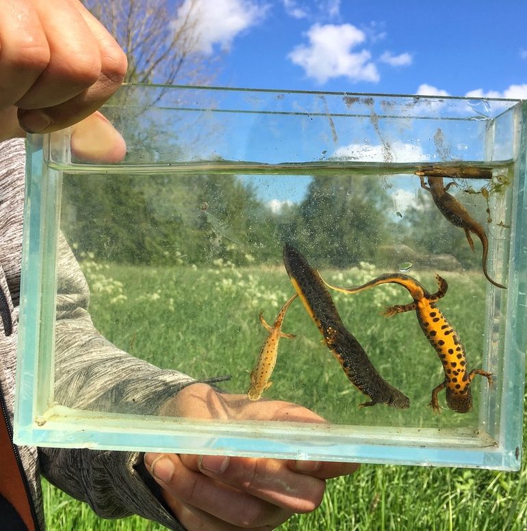 Twee vrouwtjes kamsalamander en twee kleine watersalamanders uit Gorinchem