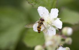 Saxifraga Snorzweegvlieg op braam