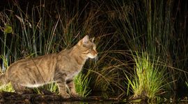 Wilde kat bij beek