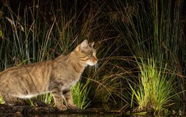Wilde kat bij beek